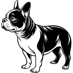 french-bulldog--side-full-body-photo