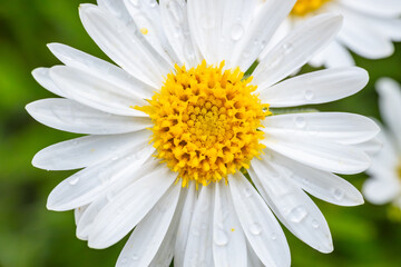 Obraz premium white daisy with dew drops on its petals, highlighting its vibrant yellow center. The fresh flower is set against a blurred green background.