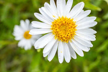 Obraz premium white daisy with dew drops on its petals, highlighting its vibrant yellow center. The fresh flower is set against a blurred green background.