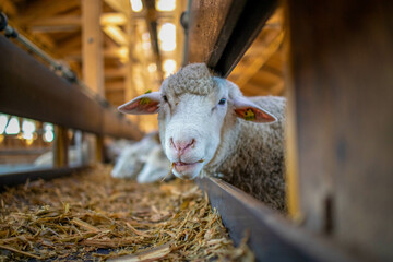 A close-up of a sheep chewing its cud and locking eyes with the photographer.A curious sheep caught...
