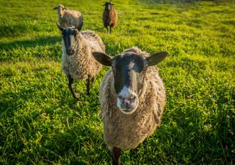 Sheeps in a green field.Content sheep enjoying the bounty of the green pastures.

