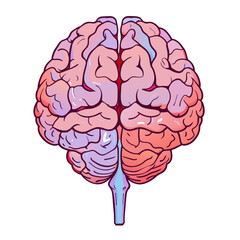 Human brain