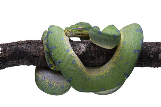 PNG file: Green Tree Python (Morelia viridis) native to Papua Indonesia and Papua New Guinea.