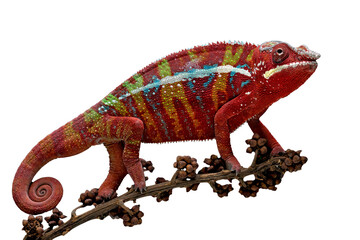 Amazing red color of Panther Chameleon Ambilobe (Furcifer pardalis).