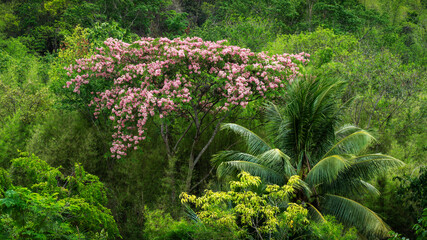 Coconuts and flower tree - Kokosnüsse und Blütenbaum