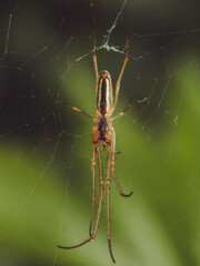 The underside of a common stretch spider