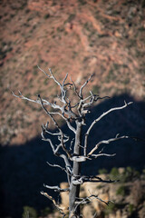 Dry tree on death valley. Canyon on the border of Nevada and Arizona. Desert mountain in National Park.
