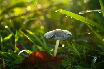 Mushrooms born in the rainy season are beautiful in the morning. It is an image suitable for use with science content.
