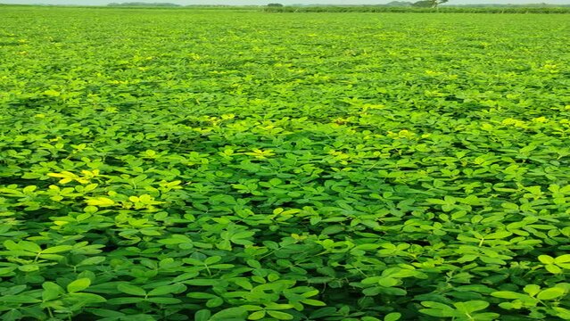 "Experience the mesmerizing life cycle of peanuts in this immersive video. From planting to harvesting, delve into the world of peanut cultivation and discover nature's remarkable process."