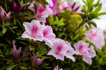 pink and white flowers in a graden