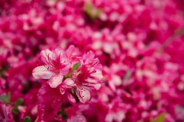 close up of pink flowers fields, pink floral background