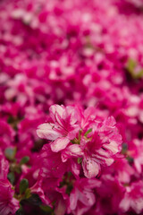 close up of pink flowers, purple pink foral background, flower garden