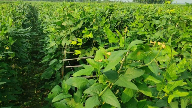 "Explore the fascinating growth journey of long bean plants in this captivating video. From sprouting seeds to lush vines, witness nature's beauty unfold."
