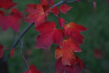 red maple leaves on tree