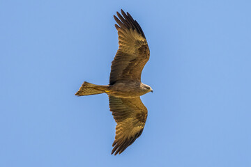 Fototapeta premium Black Kite in flight against a blue sky