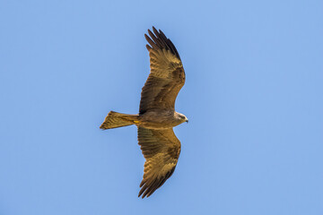 Black Kite in flight against a blue sky