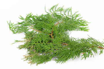 Close-up photo of leaves of Thuja occidentalis, cedar putih utara, isolated on white background