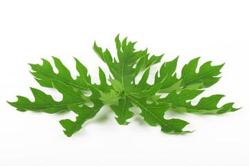 Close-up photo of green papaya leaves isolated on white background
