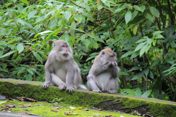 Obraz premium Two monkeys are sitting on a mossy wall in a tropical forest