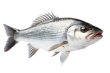 Asian seabass fish. Barramundi (Lates calcarifer) is species of catadromous fish in family isolated on cut out PNG or transparent background. Realistic animal fish clipart template pattern.