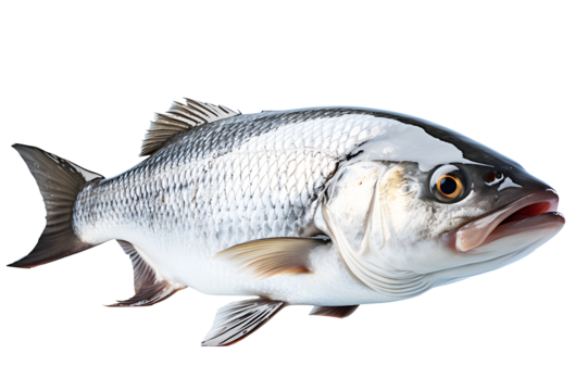 Asian seabass fish. Barramundi (Lates calcarifer) is species of catadromous fish in family isolated on cut out PNG or transparent background. Realistic animal fish clipart template pattern.	
