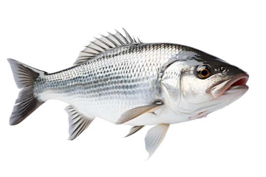 Asian seabass fish. Barramundi (Lates calcarifer) is species of catadromous fish in family isolated on cut out PNG or transparent background. Realistic animal fish clipart template pattern.