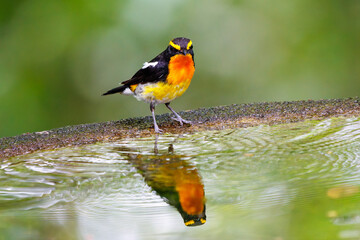 泉で水浴びをする可愛いキビタキ（ヒタキ科）。

日本国神奈川県秦野市、弘法山公園、権現山バードサンクチュアリにて。
2022年7月撮影。

A lovely Narcissus Flycatcher (Ficedula narcissina) bathing in a spring.

