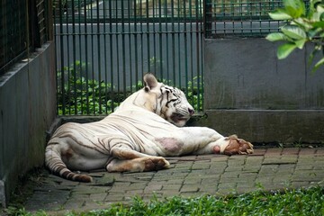 A White Tiger (Panthera tigris tigris) sleeping soundly in the corner of its enclosure. Perfect for capturing the serene and powerful beauty of this magnificent big cat.