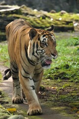 A Sumatran tiger (Panthera tigris sumatrae) with rich brown fur, pacing gracefully around its...