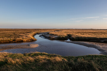 salt marsh  on North Sea  in Germany