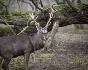 the male deer in the forest