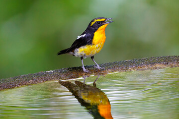 泉で水浴びをする可愛いキビタキ（ヒタキ科）。

日本国神奈川県秦野市、弘法山公園、権現山バードサンクチュアリにて。
2022年7月撮影。

A lovely Narcissus Flycatcher (Ficedula narcissina) bathing in a spring.

