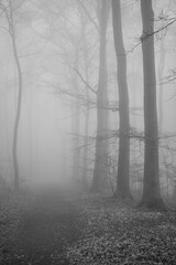 Obraz premium The forest in a fog.