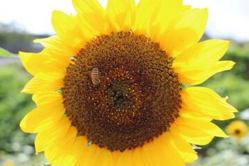 Fototapeta premium sunflower with bee