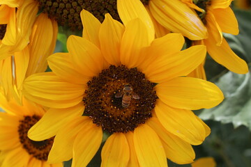 close up of sunflower