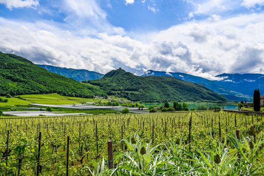 Kaltern, Caldaro, Tramin, Weinstrasse, Kalterer See, See, Lago di Caldaro, Weinberge, Weinbauer, Wanderweg, Spazierweg, S&uuml;dtirol, Etschtal, Etsch, &Uuml;beretsch, Fr&uuml;hling, Sommer, Italien