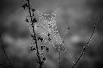 the cobweb in foggy forest