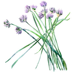 Obraz premium A watercolor painting of a bunch of chives.
