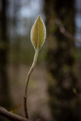 green spring leaf in sunshine