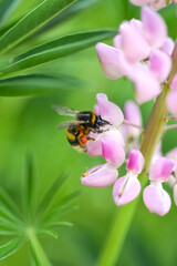 Hairy bumblebee on a lupine flower