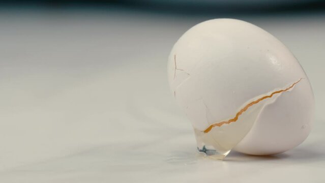 White farm fresh egg falling onto countertop and cracking in slow motion