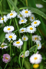 Fototapeta premium Daisy flowers in a meadow