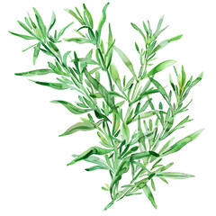 Obraz premium Green leaves of rosemary isolated on transparent background. Watercolor hand drawn illustration.