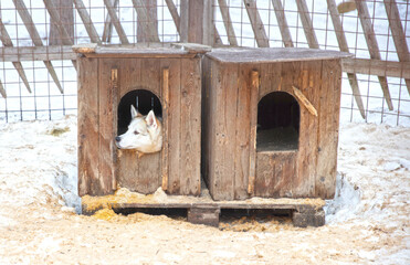 Husky dog in a wooden kennel in the snow, Lapland, Finland