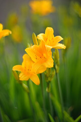 Yellow daylily flowers