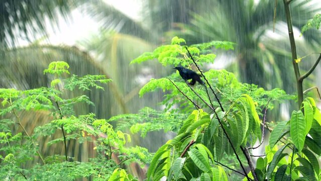 bird enjoy heavy rain