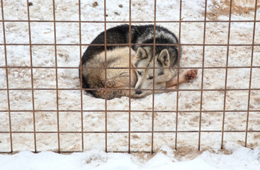 Husky dog in Finland, waiting in a kennel