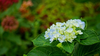 Close-up of blooming hydrangeas