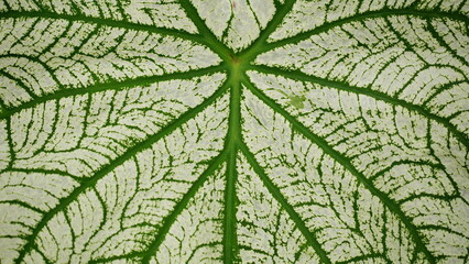 Caladium leaves are white with beautiful green veins