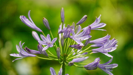 Agapanthus umbelatus flowers bloom naturally